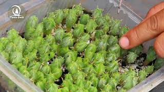 Cactus seeds after four months of planting - Astrophytum seeds