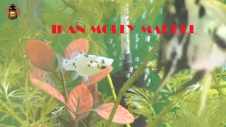 Ikan Molly Marbel