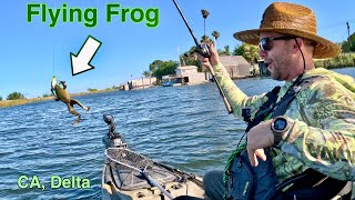 California Delta Frog Fishing.. (real frog)