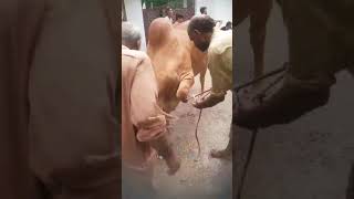 Beautiful Cow Qurbani 2k24 #shorts #cow #cowvideos