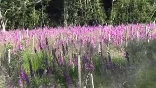 Foxgloves in the Wild