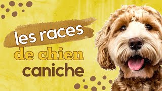 les races de chien caniche