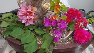 Super Ganda Ng Bougainvillea Pag Summer.. #bougainvillea #plantito