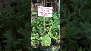 Where to buy succulents in Manila? #farmersgarden #farmersgardencubao #plantshopping #intristv