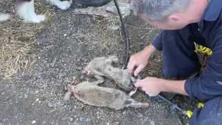 Air Skinning Rabbits