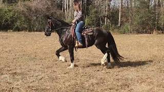 Crossbred mare riding