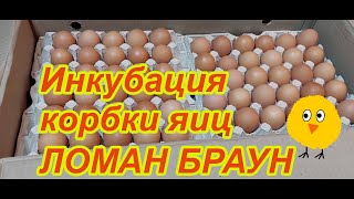 Инкубация коробки яиц Ломан Браун