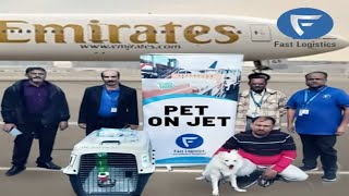 Pet on Jet | Pet Transport | Pet Logistics | Pet Logistics by Air | Fast Logistics