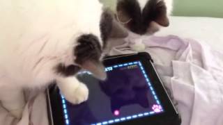 Cats playing on iPad