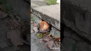 This cat refused to come out, then feed it this way 😂