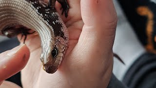 Unboxing Mozart the Fire Skink!