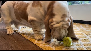 My Basset Hound dog Vincent munching on some romaine lettuce.