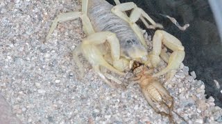 Scorpion Preys On Cricket (Warning: May be disturbing to some viewers)