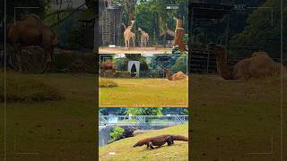 SATWA-SATWA DI KEBUN BINATANG RAGUNAN#shorts