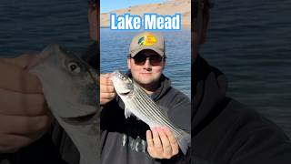 First Striped Bass On A Lure At Lake Mead #CrankBait #JerkBait #StripedBass #Striper #LakeMead ￼