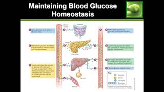 How the Body Regulates Blood Sugar/Glucose