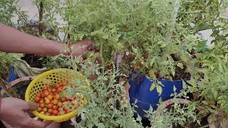 चेरी (चिरपोटी) टमाटर | CHERRY TOMATOES | Lalita's kitchen garden