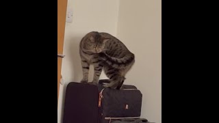 *STRANGE BUT TRUE😱* my kitten has a very weird obsession…. #cutecat #funnycats #cats #cat #catlover