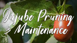 Pruning and Maintaining Jujube Tree