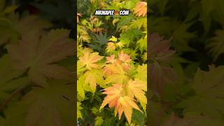 Are you growing acer shirasawanum ‘Jordan’ in your garden? Late Summer Colors! MrMaple.com