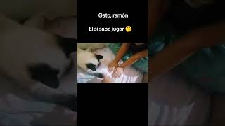 Jugando zapatitos blanco