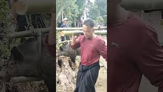 Group of pigs Redy to be slaughtered 6 Maret 2024 culture TORAJA