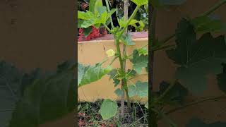 Okra plants at Rooftop | Organic veg | Ladies finger | ASMR nature sound #kitchengarden #shorts