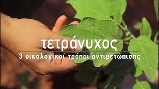 🍀 Τετράνυχος: 3 οικολογικοί τρόποι αντιμετώπισης - Τα Μυστικά του Κήπου