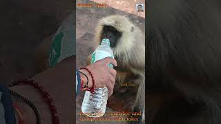 monkey drinking mineral water, bandar #monkey #bandar