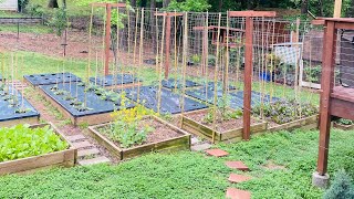 Asian Vegetable & Southern Vegetable Garden Tour