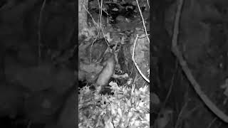 Stormy night got this opossum go in to hiding. #shorts #opossum #trailcam #wildlife #backyard #okla