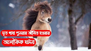 একটি মৃত গাধা জীবিত হত্তয়ার অলৌকিক ঘটনা||Prophet Miracles in bangla||Pankouri News||Bangla||