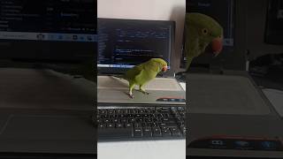 Mithu Mera Mithu #funny #birds #free #shorts #short #ytmusic @siyanik