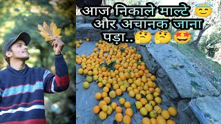 आज निकाले सारे माल्टे (संतरे)😀 और अचानक दोस्तों के साथ जाना पड़ा।😇 Amit Negi vlogs