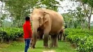 Man VS Elephant in Tea Garden | Angry elephant rushes to Man