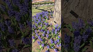 Smithsonian  Castle Landscape  #gardening #Landscape #beautiful