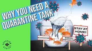 Quarantine Tank: Why you need one