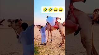 fat man's way of riding a camel 😜 #funny #comedy