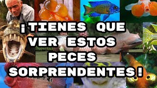 8 peces que realmente tienes que conocer-friscomisco