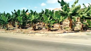 Банановые плантации Пафоса, Кипр 🌴✋🌞 Banana plantations of Paphos, Cyprus