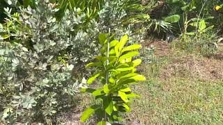 What’s new? Tropical Fruits trees Tour My garden Planting more trees