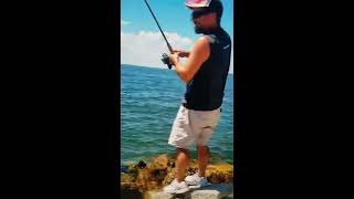 Dramatic Daughter watching a Cobia being caught from shore in Tampa Bay.