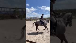 COMPETITIVE AND SAFE AMATEUR HORSE