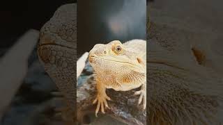 Adorable Bearded Dragon!