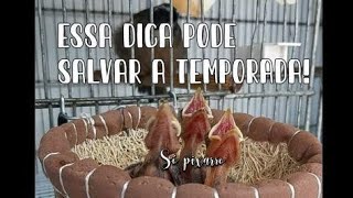 Como saber se a fêmea de Trinca Ferro é boa criadeira?