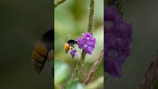 The Secret Life of Honeybees 🍯🐝  #naturewonders