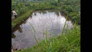 Kasih makan ikan dilereng gunung slamet