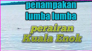 Penampakan ikan lumba di perairan Kuala Enok #lumba #lumbalumba #tembilahan #inhilriau #kualaenok