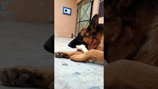 German shepherd dog chewing calcium bone #trending #viral #shorts #short