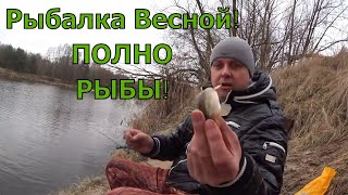 Рыбаки сидят а я тягаю! Рыбалка весной. Кто же это клюнул?